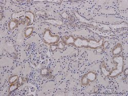 MFN2, Mouse anti-Human, Clone: 6A8, Abnova 50&mu;g; Unconjugated:Antibodies,