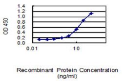 MFN2, Mouse anti-Human, Clone: 6A8, Abnova 50&mu;g; Unconjugated:Antibodies,