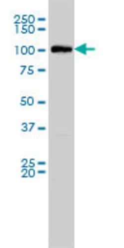 MVP, Mouse anti-Human, Clone: 2H3-1A6, Abnova 100&mu;g; Unconjugated:Antibodies,