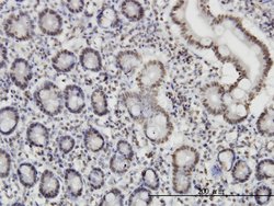 ROD1, Mouse anti-Human, Clone: 4C9, Abnova 100&mu;g; Unconjugated:Antibodies,