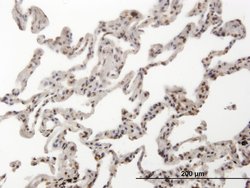 HMGXB4, Mouse anti-Human, Clone: 3C12, Abnova 100&mu;g; Unconjugated:Antibodies,