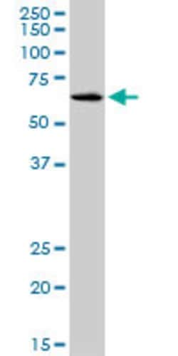 SLC17A4, Mouse anti-Human, Clone: 3E4, Abnova 100&mu;g; Unconjugated:Antibodies,