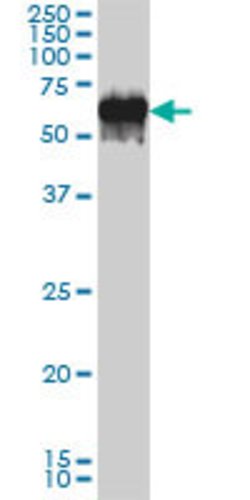 G3BP1, Mouse anti-Human, Clone: 2F3, Abnova 100&mu;g; Unconjugated:Antibodies,