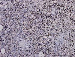 G3BP1, Mouse anti-Human, Clone: 2F3, Abnova 100&mu;g; Unconjugated:Antibodies,