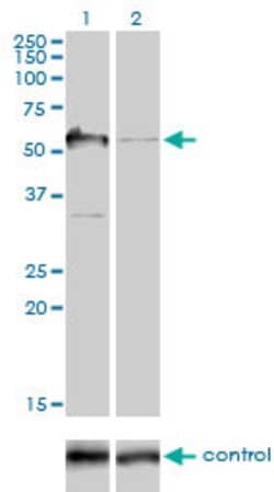 G3BP1, Mouse anti-Human, Clone: 2F3, Abnova 100&mu;g; Unconjugated:Antibodies,