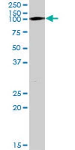 TRIM28, Mouse anti-Human, Polyclonal Antibody, Abnova 50&mu;g; Unconjugated:Antibodies,