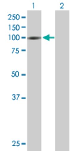 TRIM28, Mouse anti-Human, Polyclonal Antibody, Abnova 50&mu;g; Unconjugated:Antibodies,