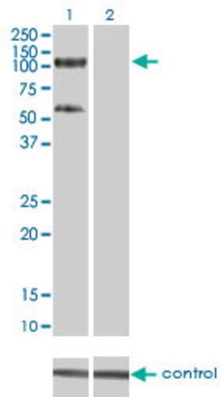 TRIM28, Mouse anti-Human, Clone: 4E6, Abnova 100&mu;g; Unconjugated:Antibodies,