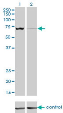 SLC25A13, Mouse anti-Human, Clone: 4F4, Abnova 100&mu;g; Unconjugated:Antibodies,
