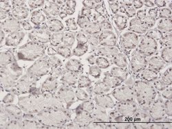 RBM5, Mouse anti-Human, Polyclonal Antibody, Abnova 50&mu;g; Unconjugated:Antibodies,