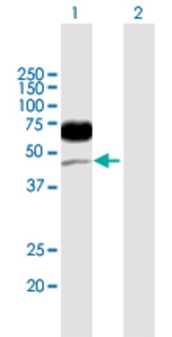 CD96, Mouse anti-Human, Polyclonal Antibody, Abnova 50&mu;g; Unconjugated:Antibodies,