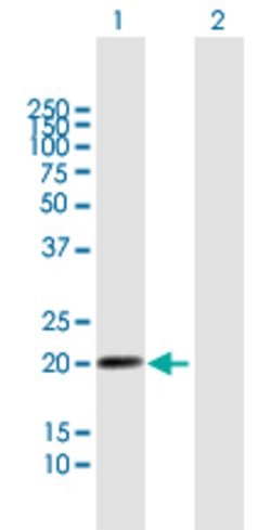 LILRB2, Mouse anti-Human, Polyclonal Antibody, Abnova 50&mu;g; Unconjugated:Antibodies,