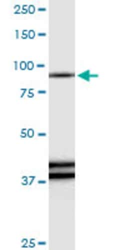 RAPGEF3, Rabbit anti-Human, Polyclonal Antibody, Abnova 100&mu;L; Unconjugated:Antibodies,