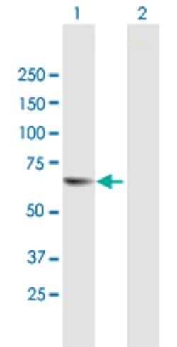 TESK2, Mouse anti-Human, Polyclonal Antibody, Abnova 50&mu;g; Unconjugated:Antibodies,
