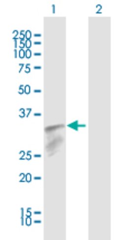 IFI30, Rabbit anti-Human, Polyclonal Antibody, Abnova 100&mu;L; Unconjugated:Antibodies,