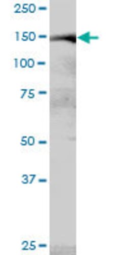 MYBBP1A, Mouse anti-Human, Polyclonal Antibody, Abnova 50 &mu;g | Buy Online | Abnova | Fisher Scientific
