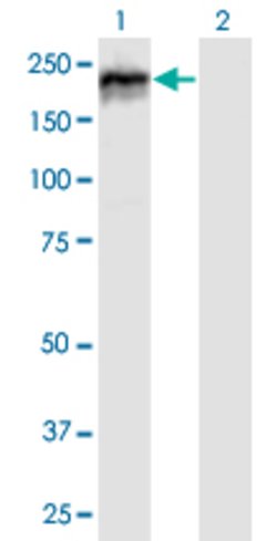 MYBBP1A, Mouse anti-Human, Polyclonal Antibody, Abnova 50 &mu;g | Buy Online | Abnova | Fisher Scientific