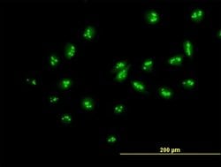 MYBBP1A, Mouse anti-Human, Polyclonal Antibody, Abnova 50 &mu;g | Buy Online | Abnova | Fisher Scientific