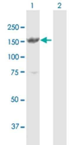 MYBBP1A, Rabbit anti-Human, Polyclonal Antibody, Abnova 100&mu;g; Unconjugated:Antibodies,