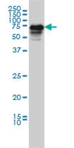 CAMKK2, Mouse anti-Human, Clone: 1A11, Abnova 100&mu;g; Unconjugated:Antibodies,