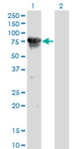CAMKK2, Mouse anti-Human, Clone: 1A11, Abnova 100&mu;g; Unconjugated:Antibodies,