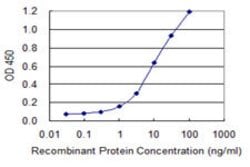 MGEA5, Mouse anti-Human, Clone: 1C7, Abnova 100&mu;g; Unconjugated:Antibodies,