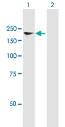 NFAT5, Mouse anti-Human, Polyclonal Antibody, Abnova 50&mu;g; Unconjugated:Antibodies,