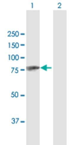 HBS1L, Rabbit anti-Human, Polyclonal Antibody, Abnova 100 &mu;L | Buy Online | Abnova | Fisher Scientific