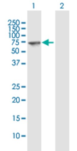 SEPT9, Mouse anti-Human, Polyclonal Antibody, Abnova 50&mu;g; Unconjugated:Antibodies,