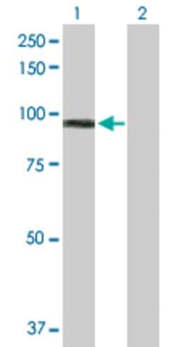 MALT1, Rabbit anti-Human, Polyclonal Antibody, Abnova 100&mu;g; Unconjugated:Antibodies,