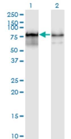 PWP1, Mouse anti-Human, Clone: 3A11, Abnova 100&mu;g; Unconjugated:Antibodies,
