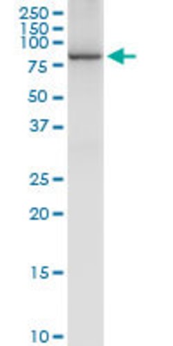 IRAK3, Rabbit anti-Human, Polyclonal Antibody, Abnova 100&mu;L; Unconjugated:Antibodies,