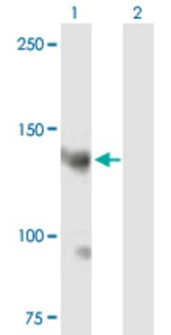 AKAP13, Mouse anti-Human, Polyclonal Antibody, Abnova 50&mu;g; Unconjugated:Antibodies,