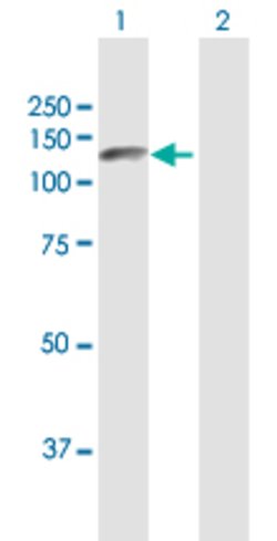 ZHX1, Rabbit anti-Human, Polyclonal Antibody, Abnova 100&mu;L; Unconjugated:Antibodies,