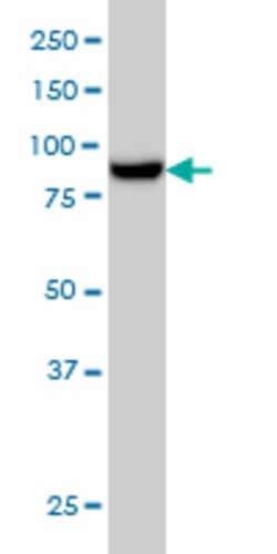 MAN1B1, Mouse anti-Human, Clone: 6B1, Abnova 100&mu;g; Unconjugated:Antibodies,