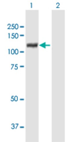 XPOT, Mouse anti-Human, Polyclonal Antibody, Abnova 50&mu;g; Unconjugated:Antibodies,