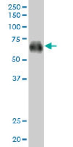 CD300A, Mouse anti-Human, Polyclonal Antibody, Abnova 50&mu;g; Unconjugated:Antibodies,