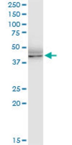 GPN1, Rabbit anti-Human, Polyclonal Antibody, Abnova 100&mu;L; Unconjugated:Antibodies,