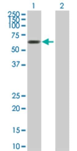 MTF2, Mouse anti-Human, Polyclonal Antibody, Abnova 50&mu;g; Unconjugated:Antibodies,