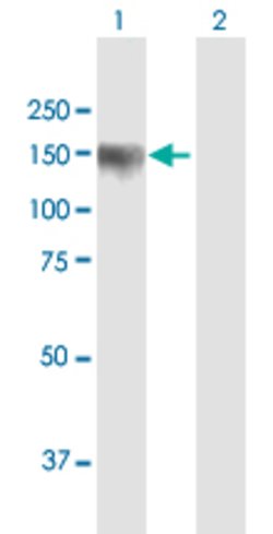PDZRN3, Mouse anti-Human, Polyclonal Antibody, Abnova 50&mu;g; Unconjugated:Antibodies,