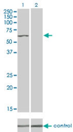 TNIK, Mouse anti-Human, Clone: 1E4, Abnova 100&mu;g; Unconjugated:Antibodies,