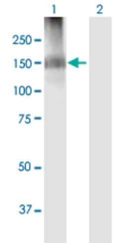 IQSEC2, Mouse anti-Human, Polyclonal Antibody, Abnova 50&mu;g; Unconjugated:Antibodies,