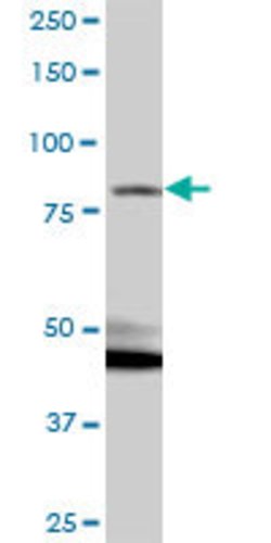 RP1-21O18.1, Mouse anti-Human, Polyclonal Antibody, Abnova 50&mu;g; Unconjugated:Antibodies,
