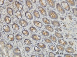 EXOC7, Mouse anti-Human, Clone: 1D4, Abnova 100&mu;g; Unconjugated:Antibodies,