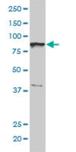 NCAPH, Mouse anti-Human, Clone: 1C9, Abnova 100&mu;g; Unconjugated:Antibodies,
