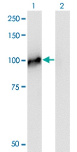 NCAPH, Mouse anti-Human, Clone: 1C9, Abnova 100&mu;g; Unconjugated:Antibodies,