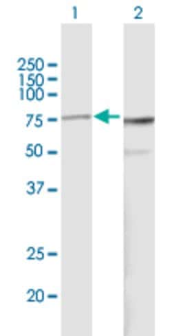 PES1, Mouse anti-Human, Polyclonal Antibody, Abnova 50&mu;g; Unconjugated:Antibodies,