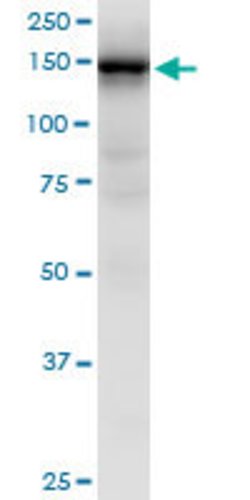 HMHA1, Mouse anti-Human, Clone: 4H7, Abnova 100&mu;g; Unconjugated:Antibodies,