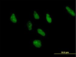 ZNF346, Mouse anti-Human, Polyclonal Antibody, Abnova 50&mu;g; Unconjugated:Antibodies,