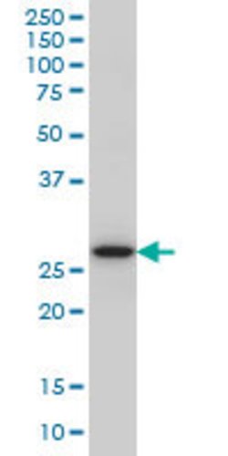 CASP14, Mouse anti-Human, Clone: 4C9, Abnova 100&mu;g; Unconjugated:Antibodies,